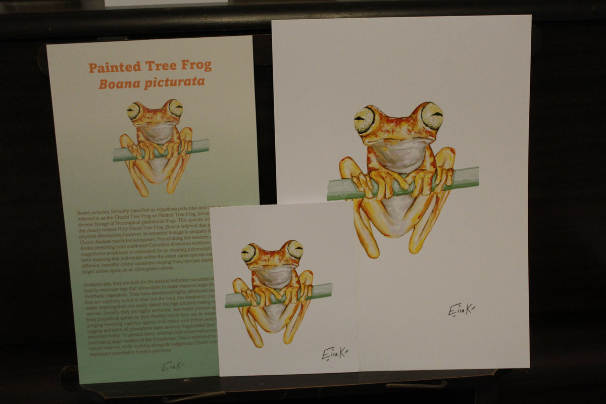 Painted Tree Frog A4 Poster