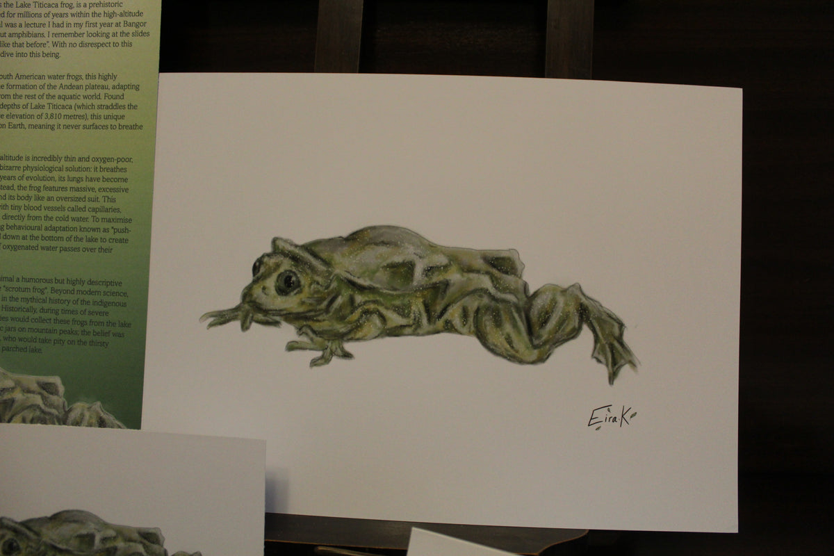 Lake Titicaca frog A4 Poster