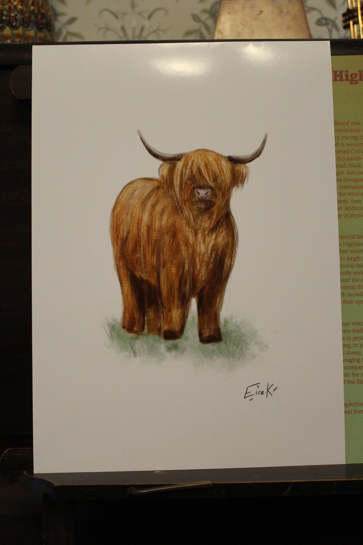 Highland Cow A4 Poster