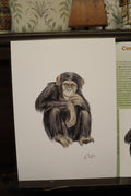Common Chimpanzee A4 Poster