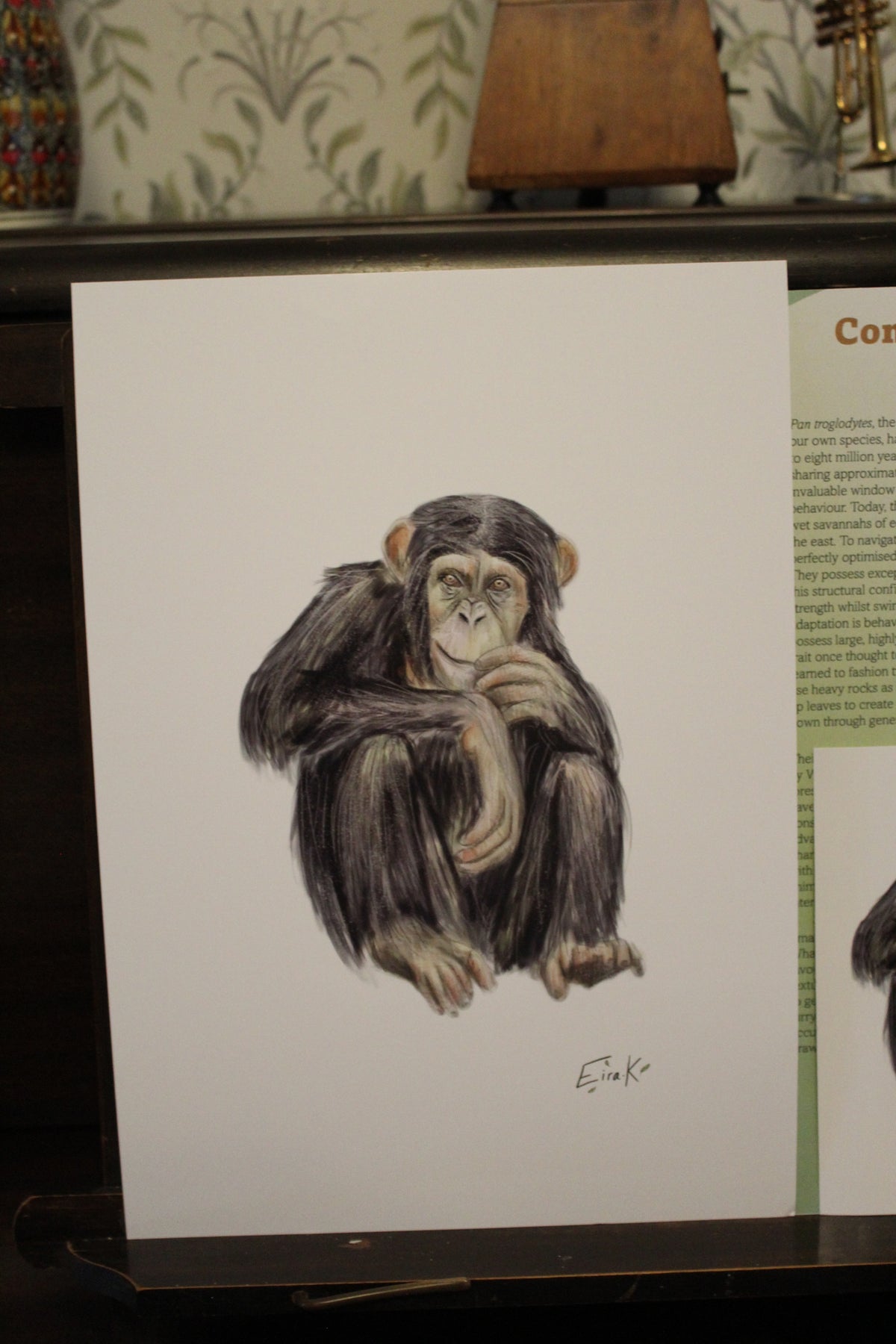 Common Chimpanzee A4 Poster
