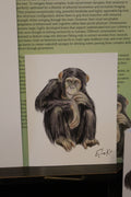 Common Chimpanzee 12×15 cm Poster