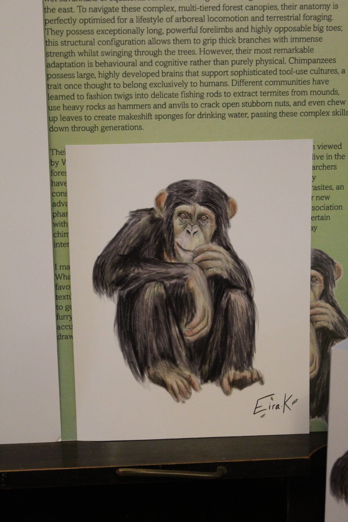 Common Chimpanzee 12×15 cm Poster