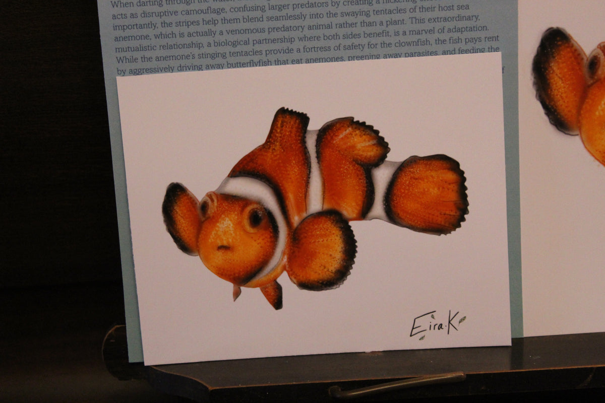 Ocellaris Clownfish 12×15 cm Poster