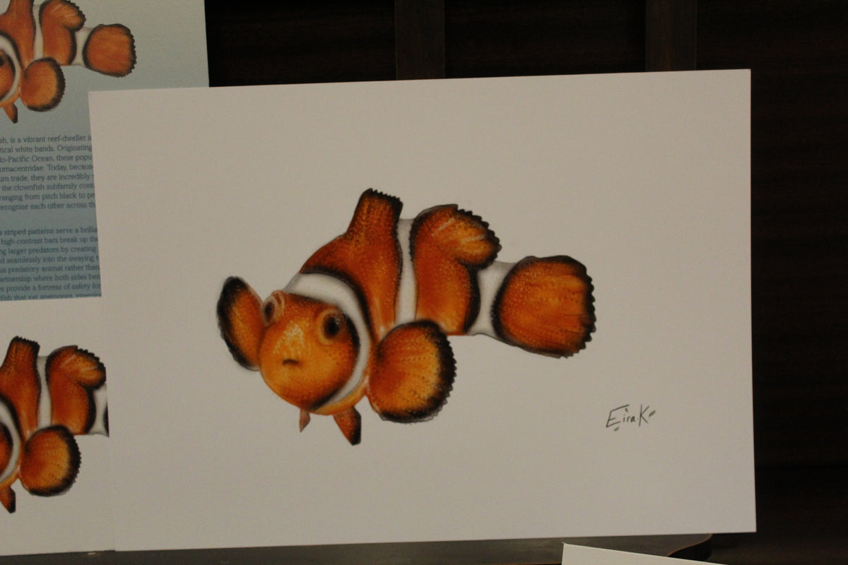 Ocellaris Clownfish A4 Poster