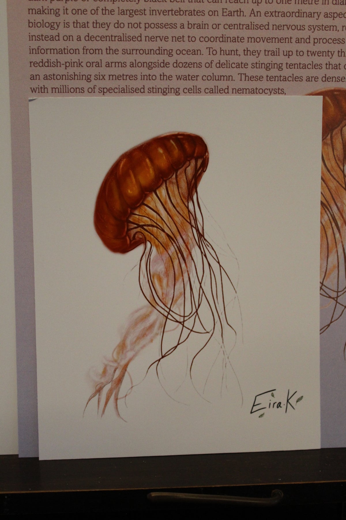 Black Sea Nettle Jellyfish 12×15 cm Poster