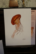 Black Sea Nettle Jellyfish A4 Poster
