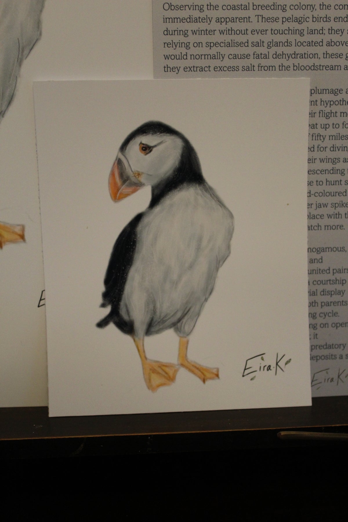 Atlantic Puffin 12×15 cm Poster