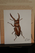 Europen Stag Beetle 12×15 cm Poster