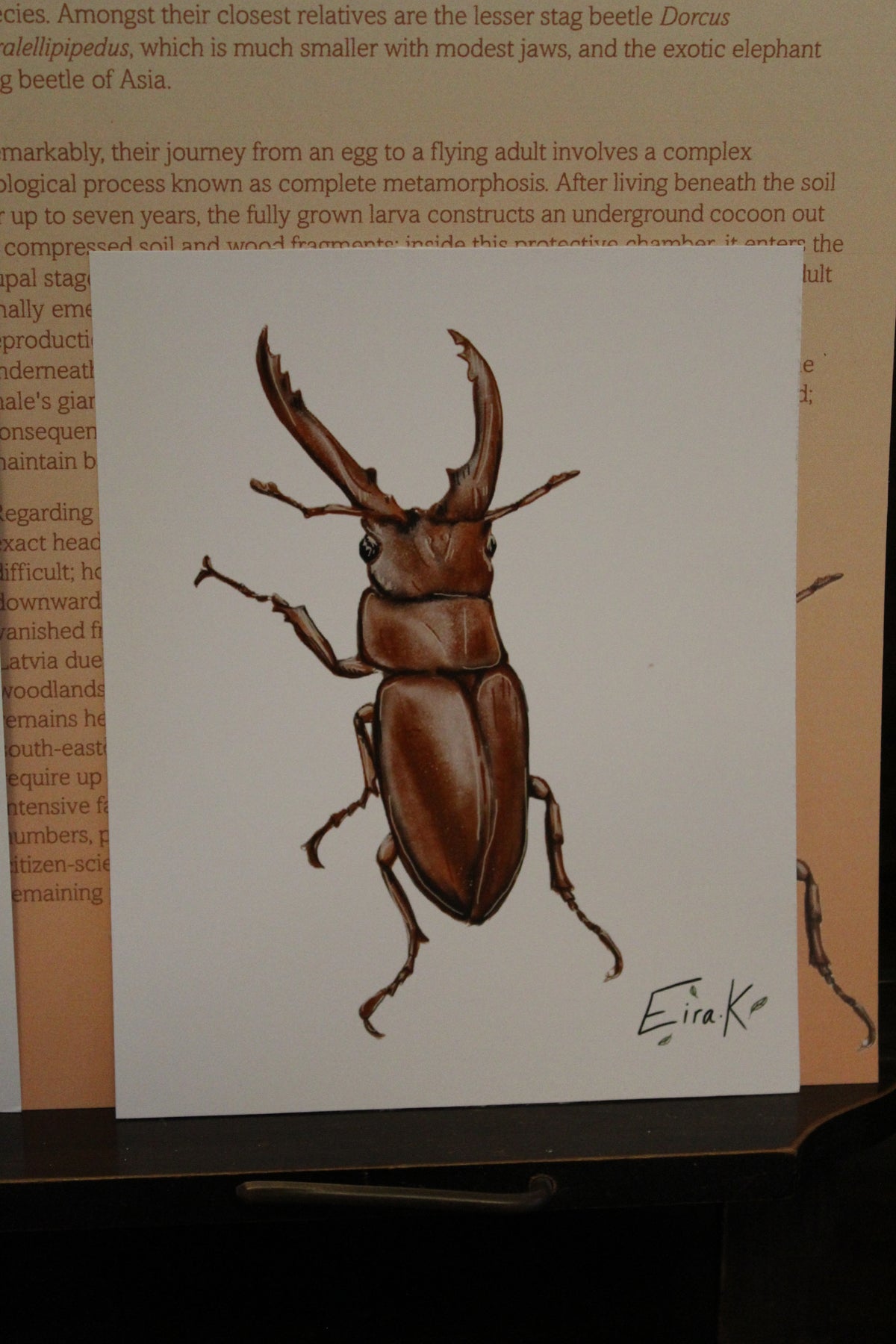 Europen Stag Beetle 12×15 cm Poster
