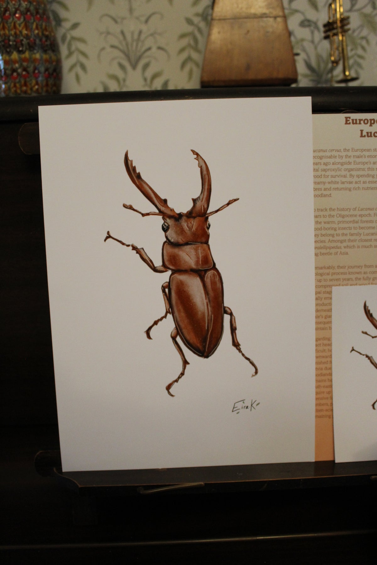 Europen Stag Beetle A4 Poster