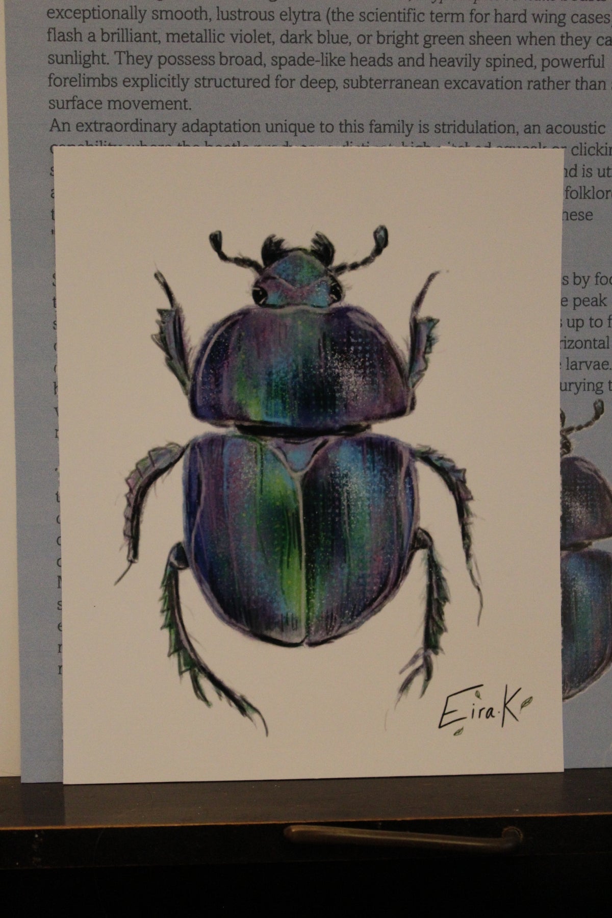 Spring Dor Beetle 12×15 cm Poster