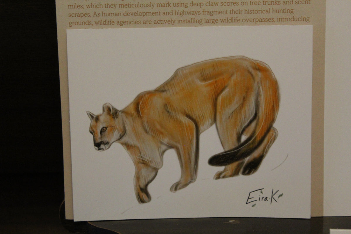 Puma 12×15 cm Poster