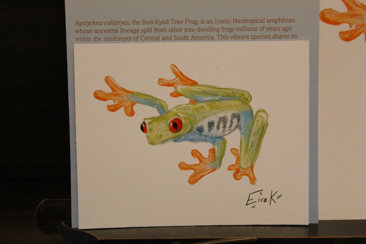 Red-eyed Tree Frog 12×15 cm Poster