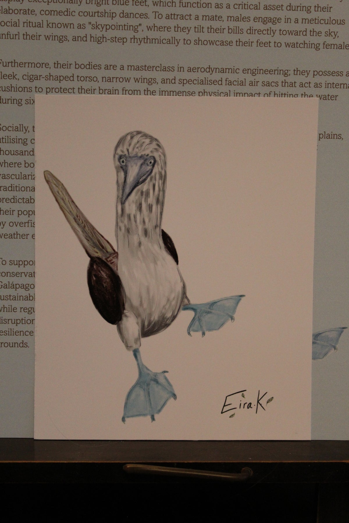 Blue Footed Boobie 12×15 cm Poster