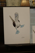 Blue Footed Boobie A4 Poster