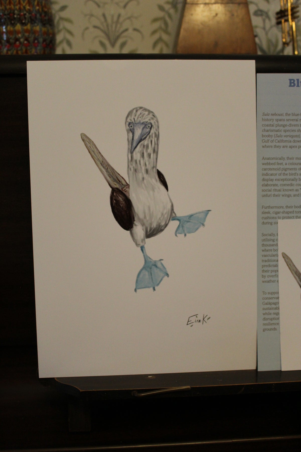 Blue Footed Boobie A4 Poster