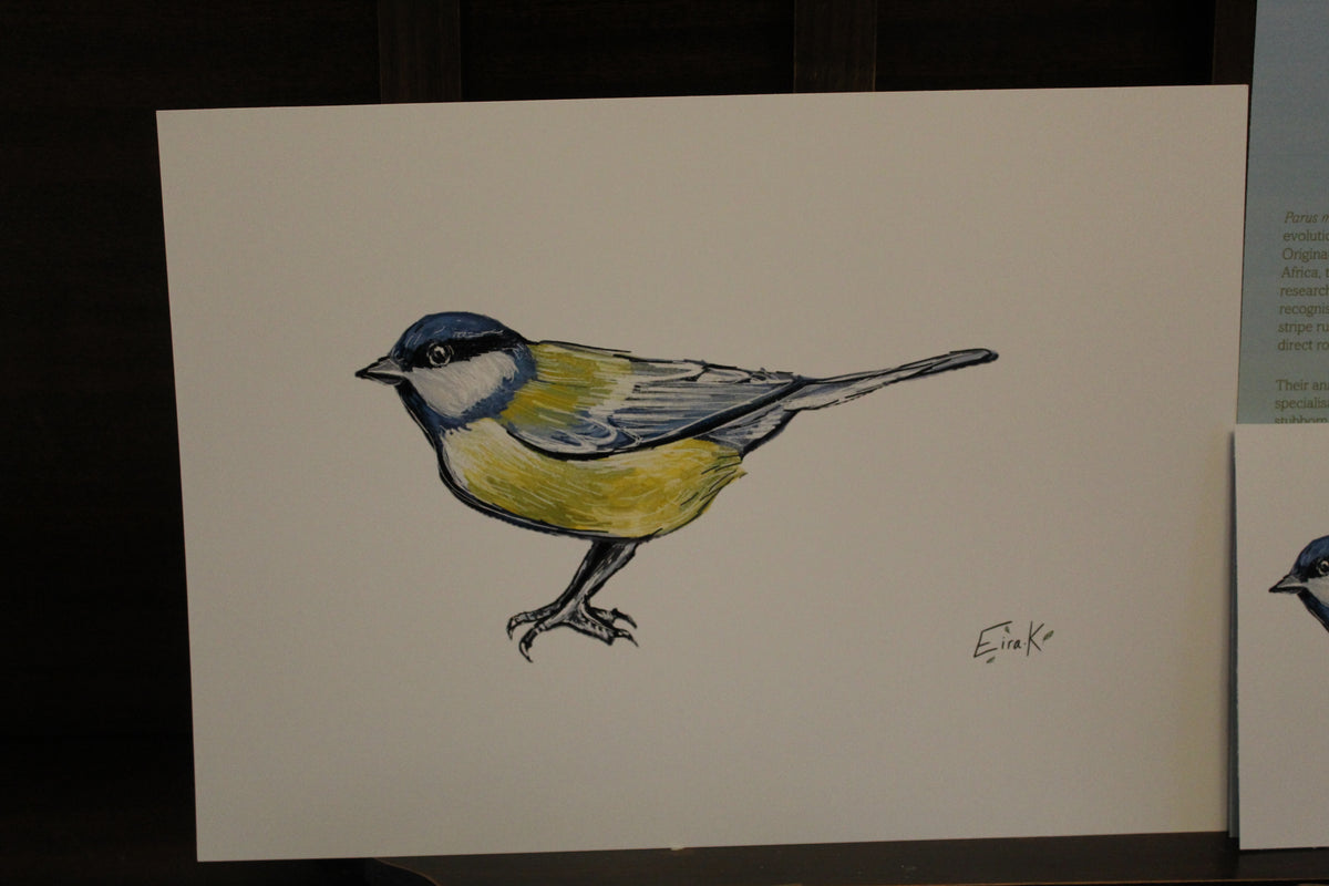 Great Tit A4 Poster