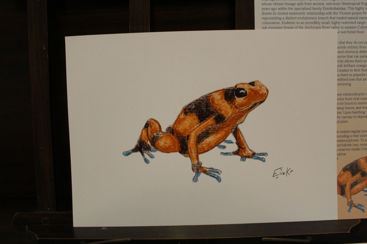 Lehmanns' Poison Dart Frog A4 Poster