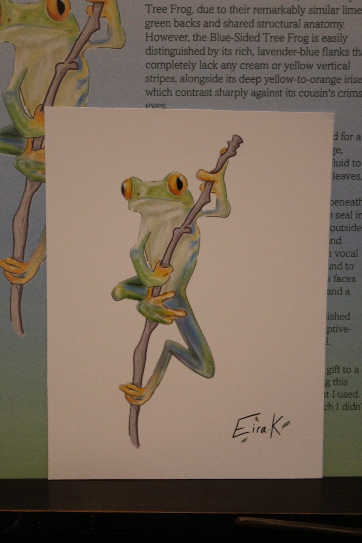 Blue-sided Tree Frog 12×15 cm Poster