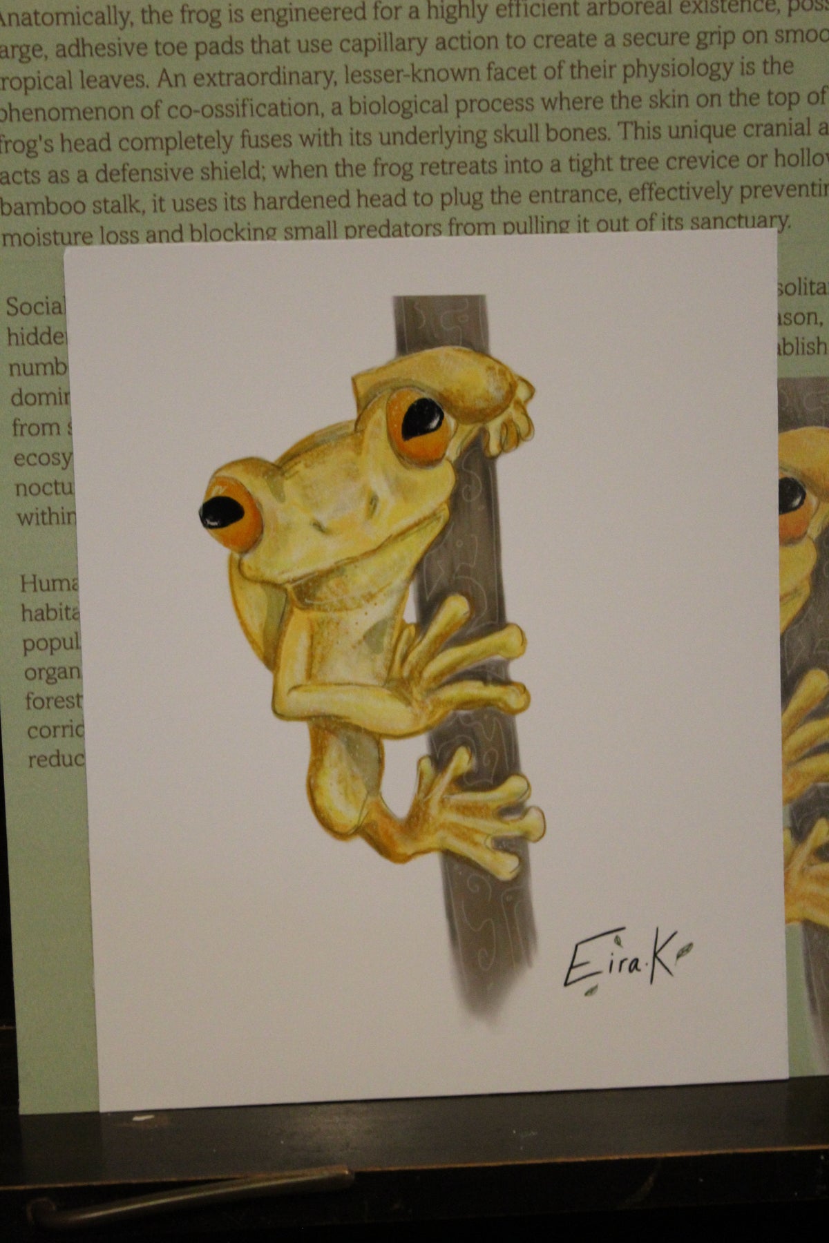 Hispaniolan Yellow Tree Frog 12×15 cm Poster