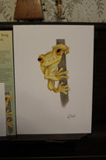 Hispaniolan Yellow Tree Frog A4 Poster