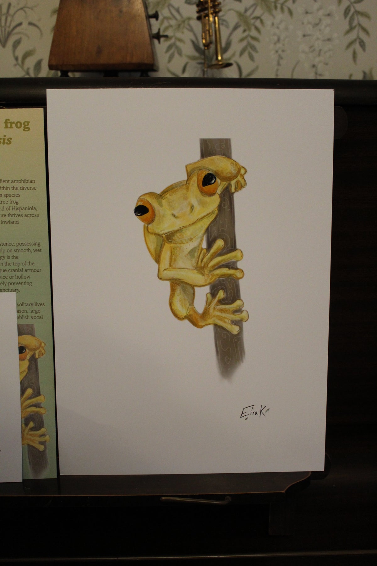 Hispaniolan Yellow Tree Frog A4 Poster