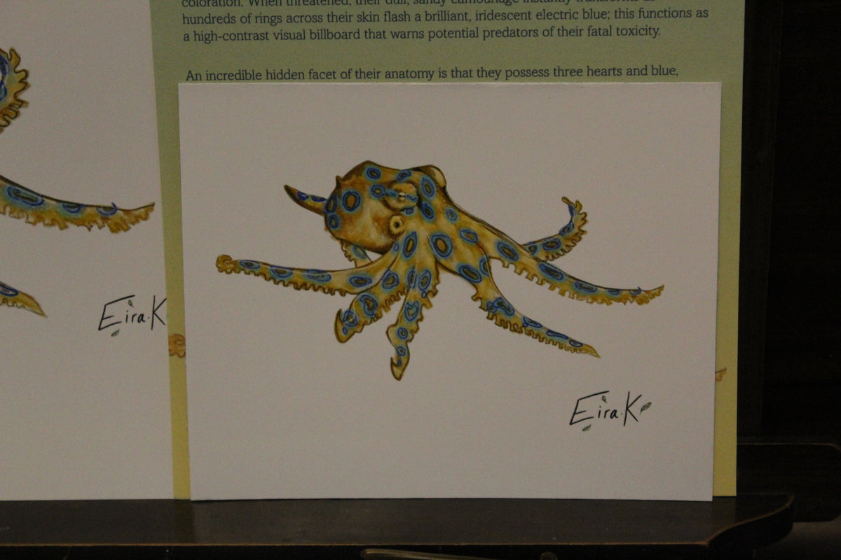 Blue ringed Octopus 12×15 cm Poster