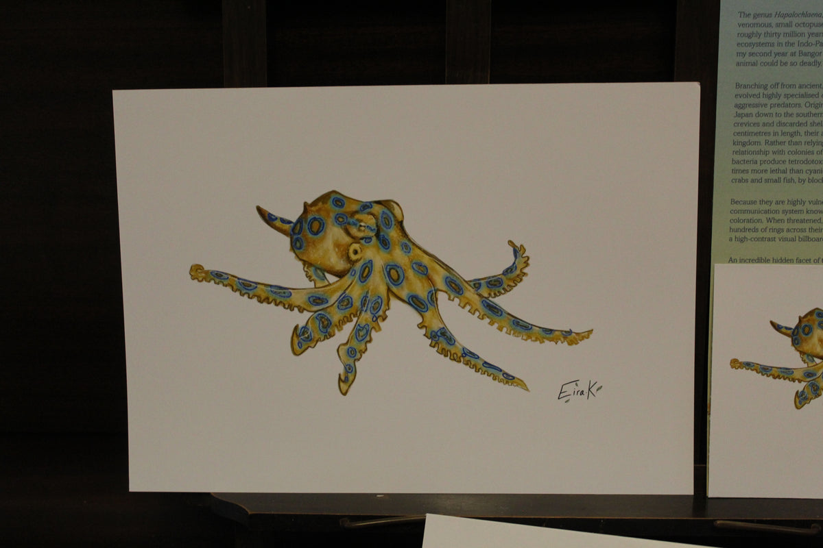Blue ringed Octopus A4 Poster