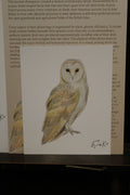 Barn Owl 12×15 cm Poster