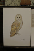 Barn Owl A4 Poster