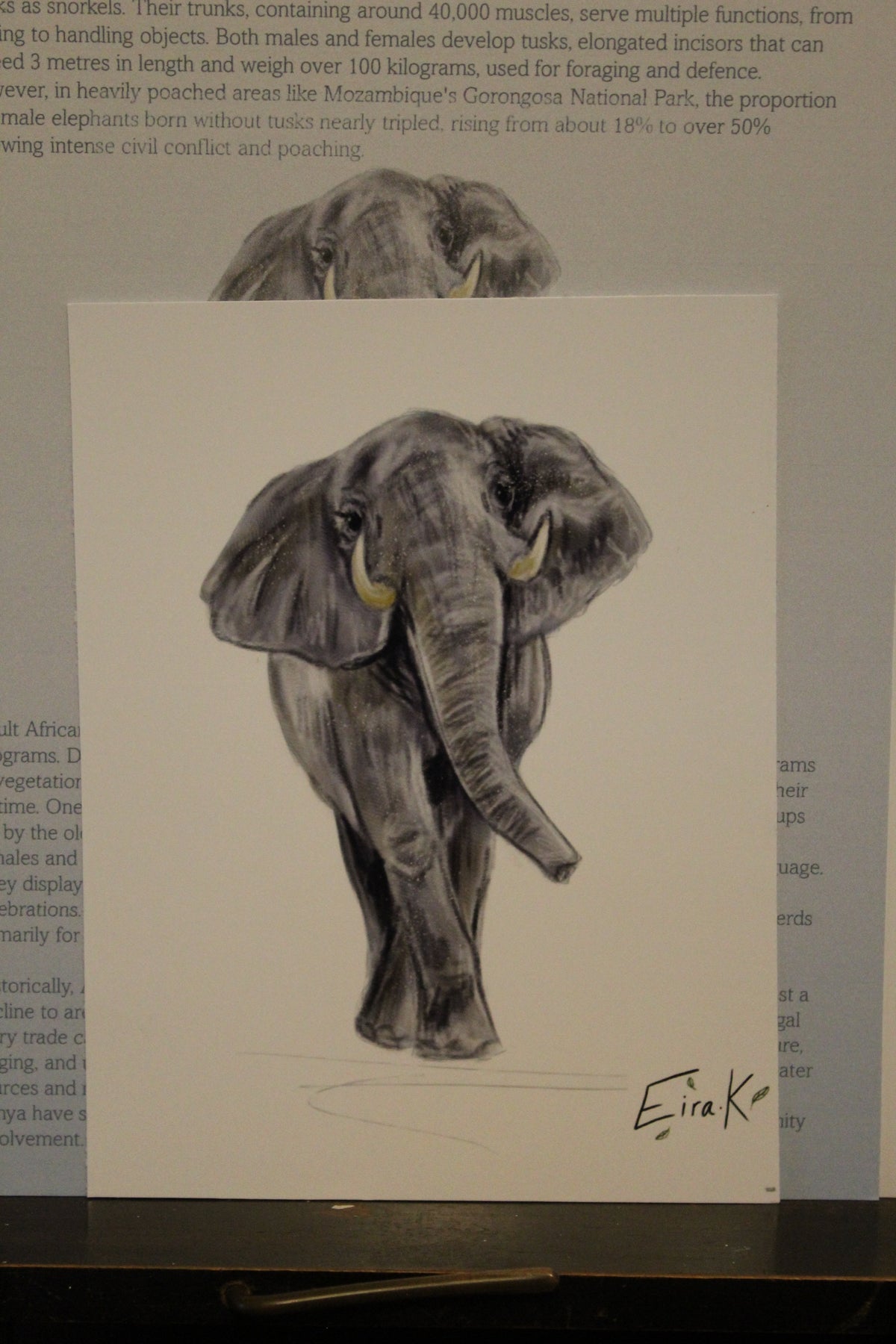 African Elephant 12×15 cm Poster